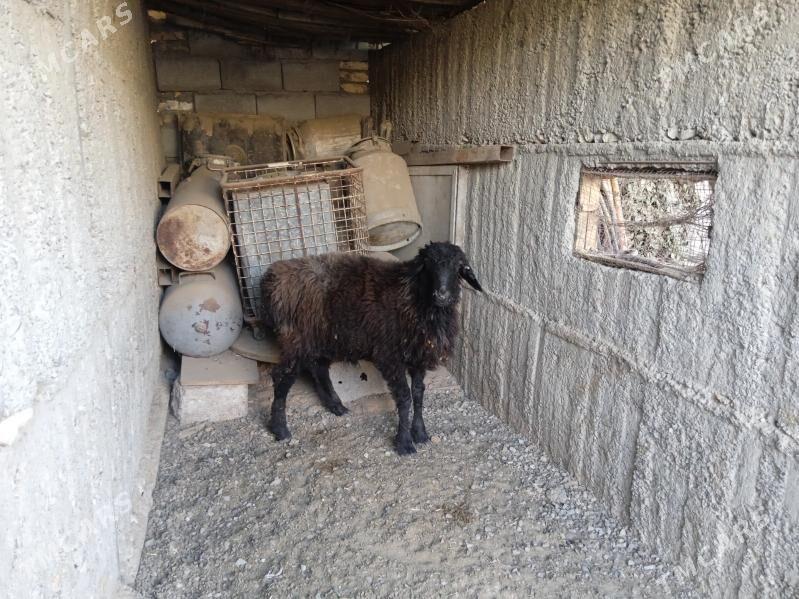 owgan goyun - Gypjak - img 2