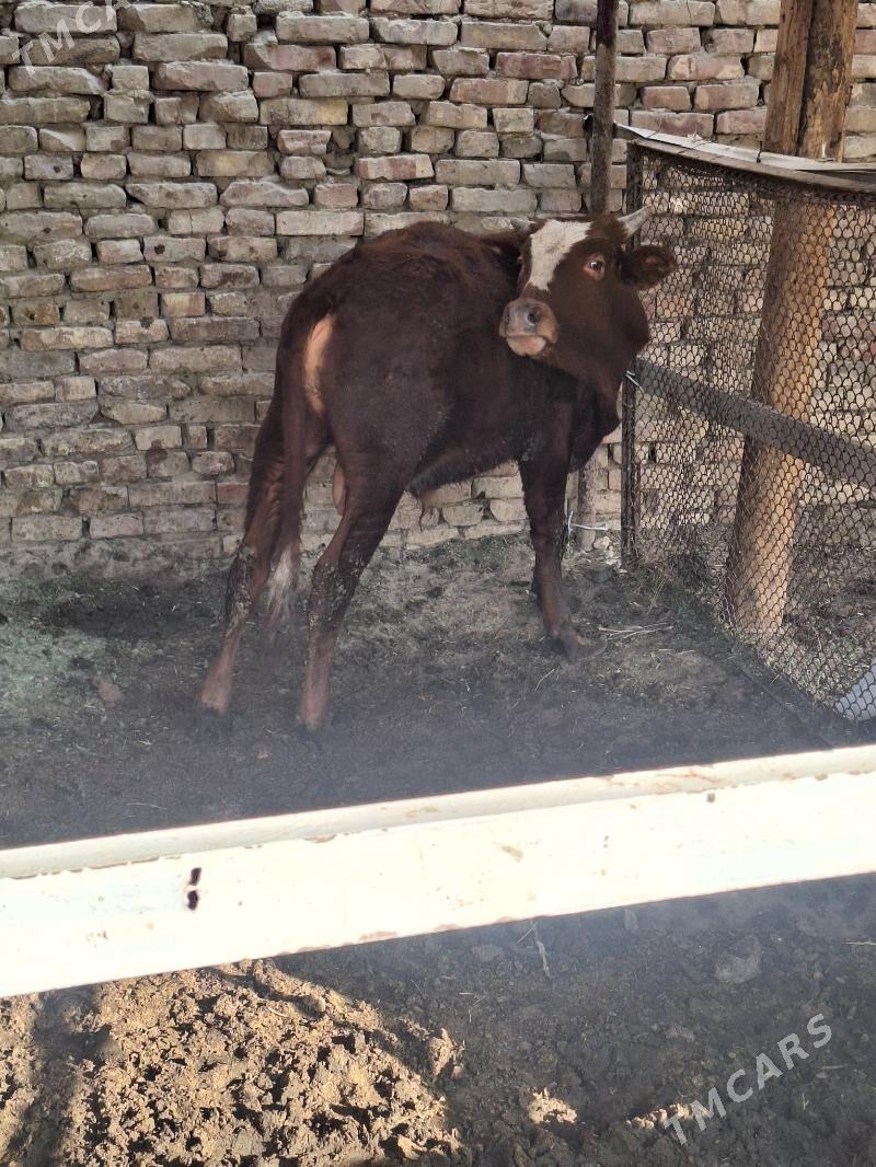 öküz - Анев - img 3