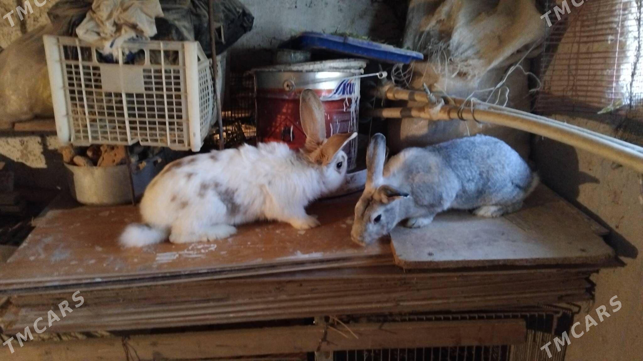 Bogaz towsanlar - Büzmeýin GRES - img 2