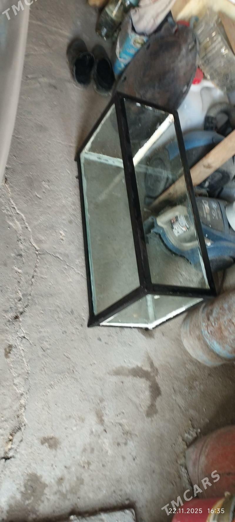 Аквариум - Балканабат - img 4