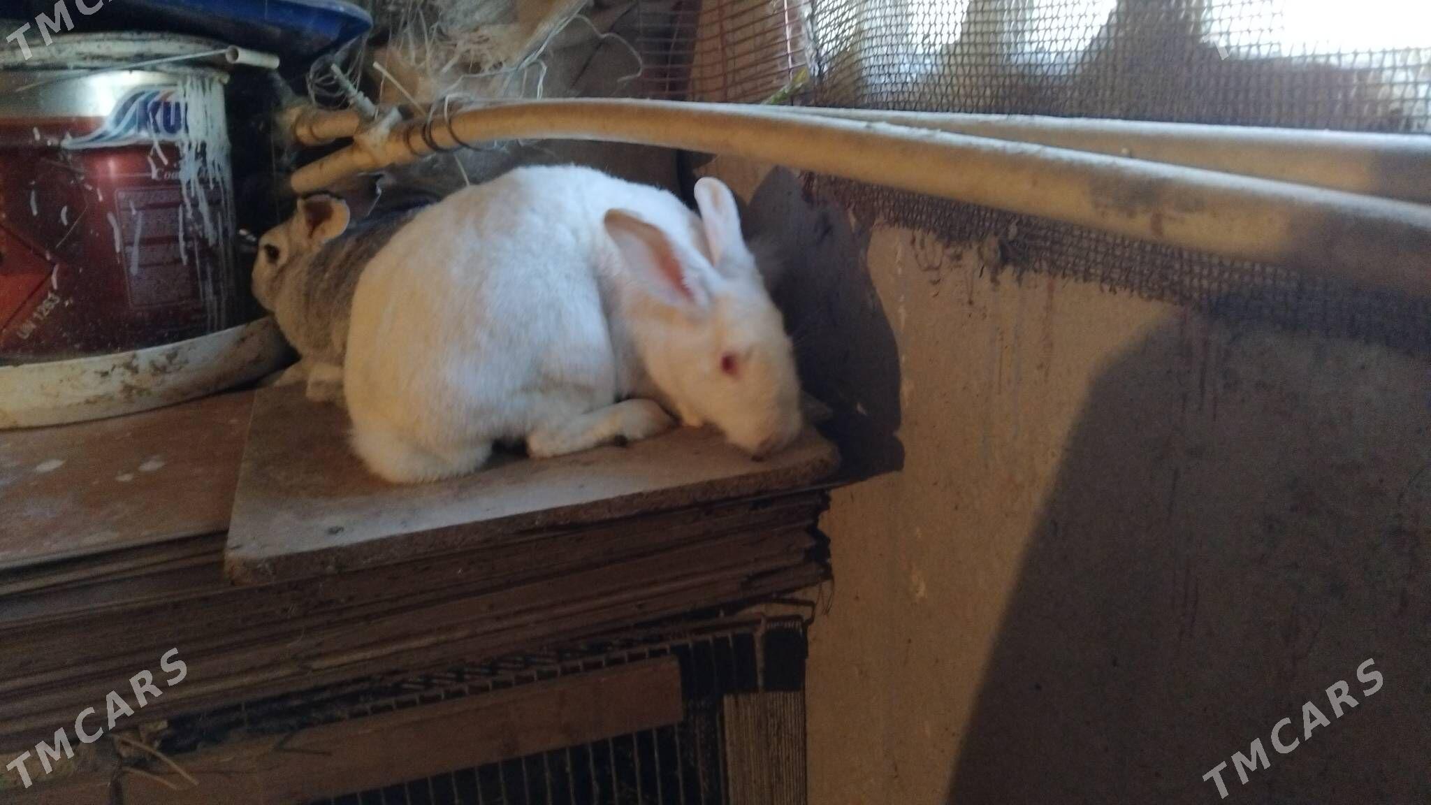 Bogaz towsanlar - Büzmeýin GRES - img 7