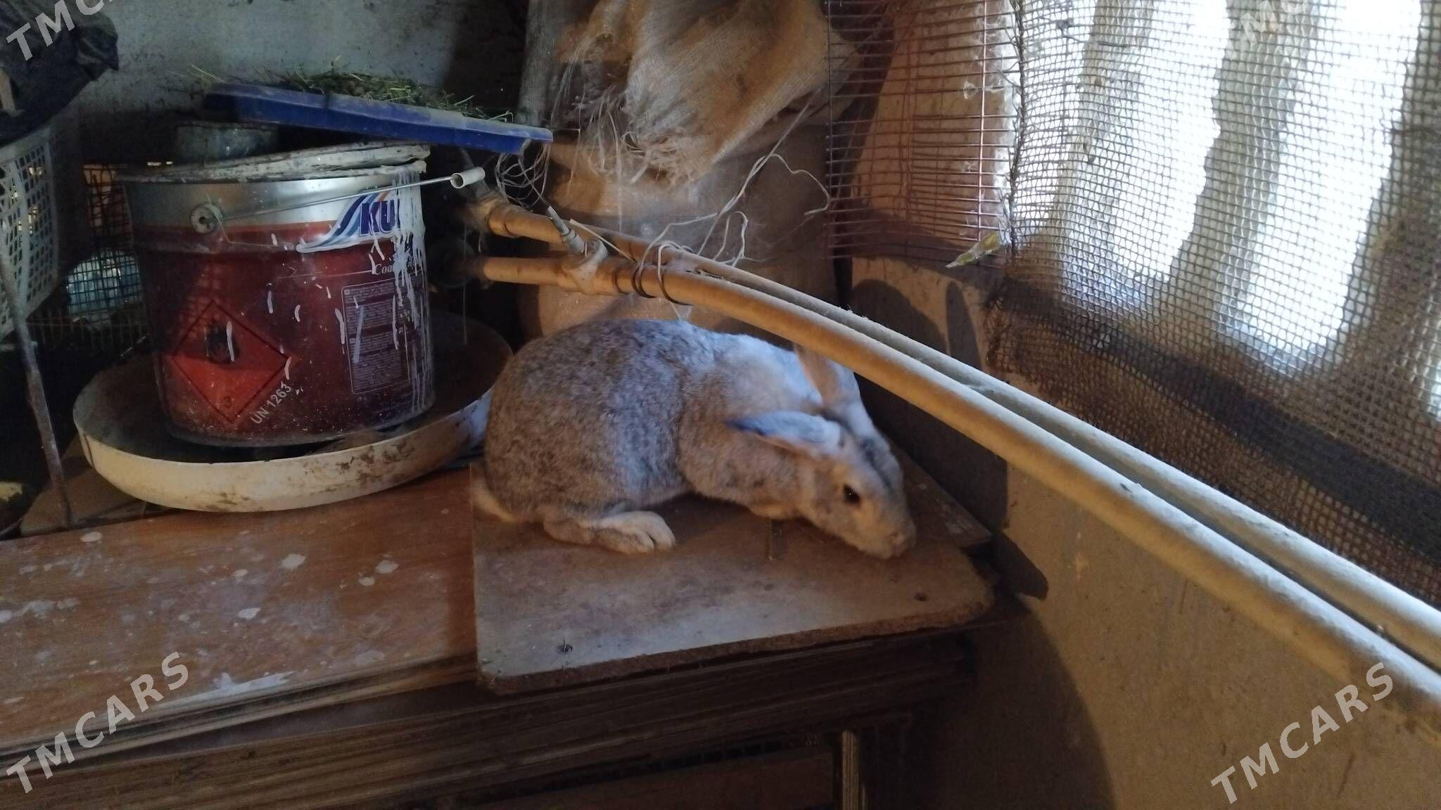 Bogaz towsanlar - Büzmeýin GRES - img 3