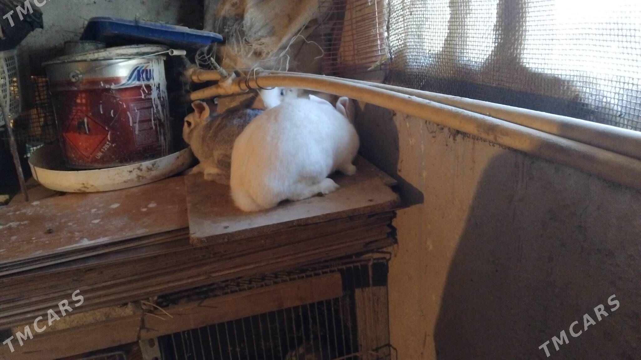 Bogaz towsanlar - Büzmeýin GRES - img 9