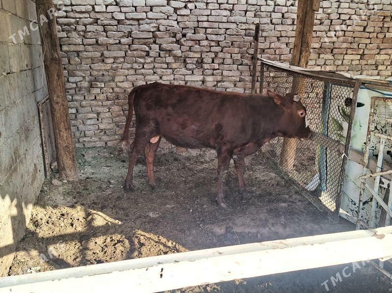 öküz - Анев - img 2