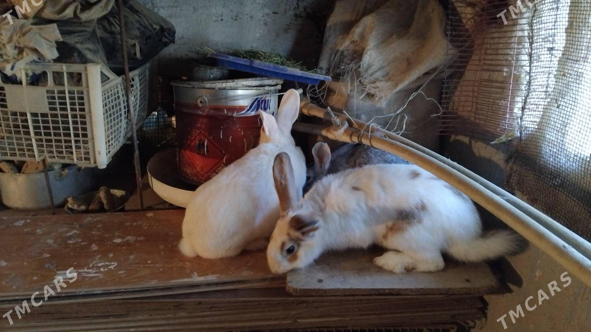 Bogaz towsanlar - Büzmeýin GRES - img 4