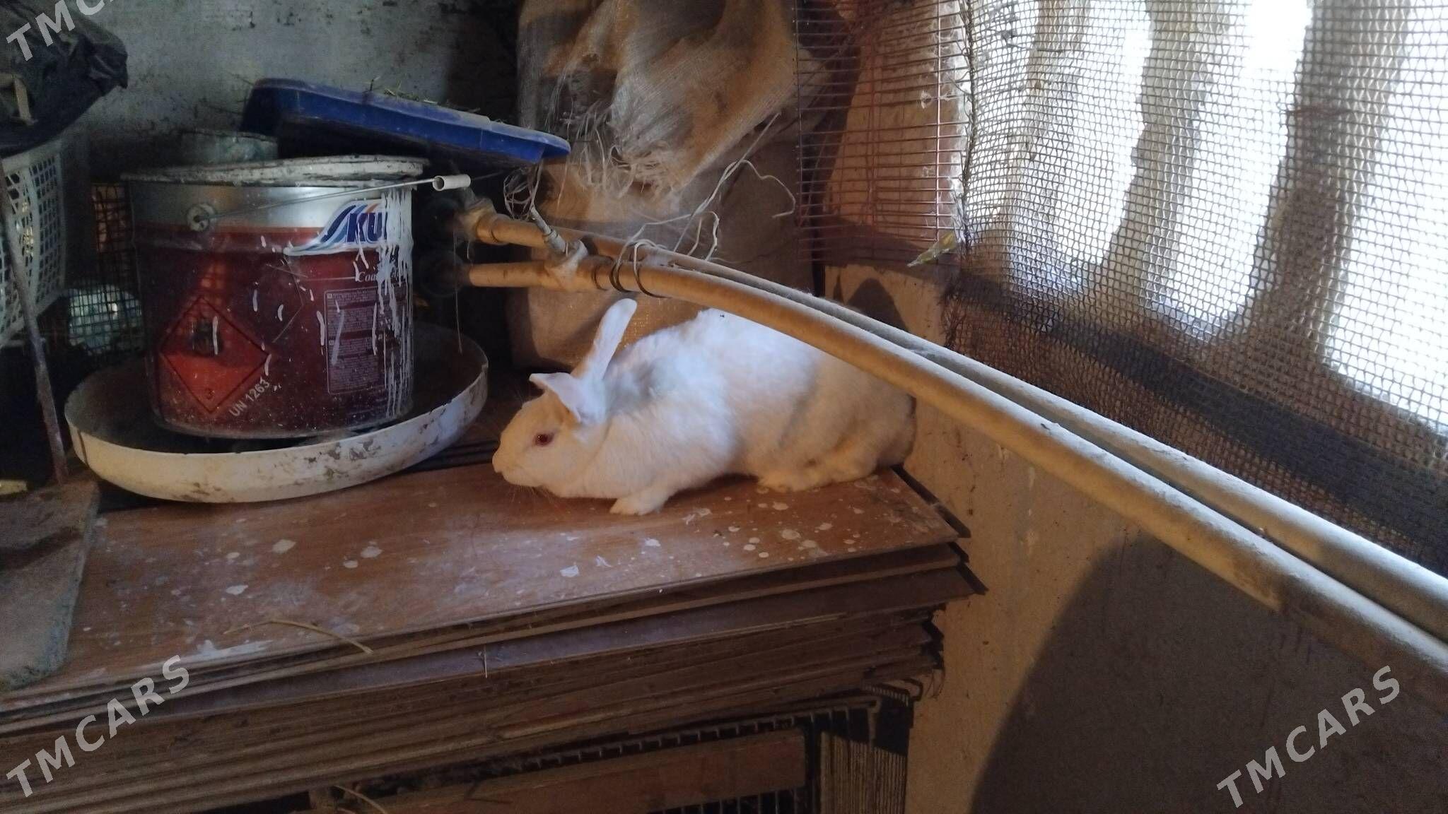 Bogaz towsanlar - Büzmeýin GRES - img 8