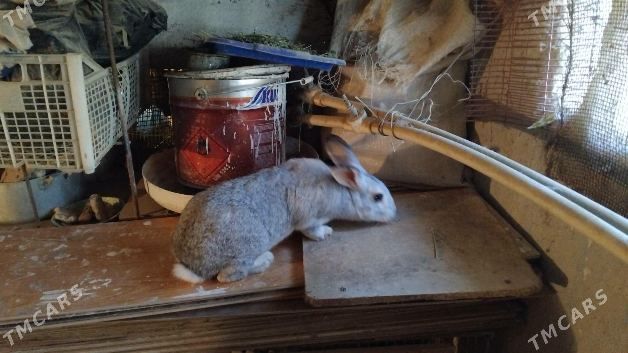 Bogaz towsanlar - Büzmeýin GRES - img 6