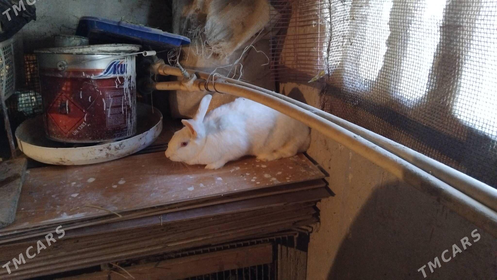 Bogaz towsanlar - Büzmeýin GRES - img 5