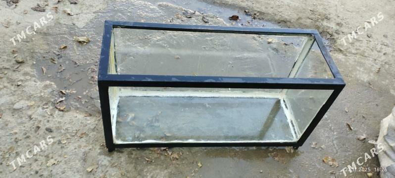 Аквариум - Балканабат - img 3