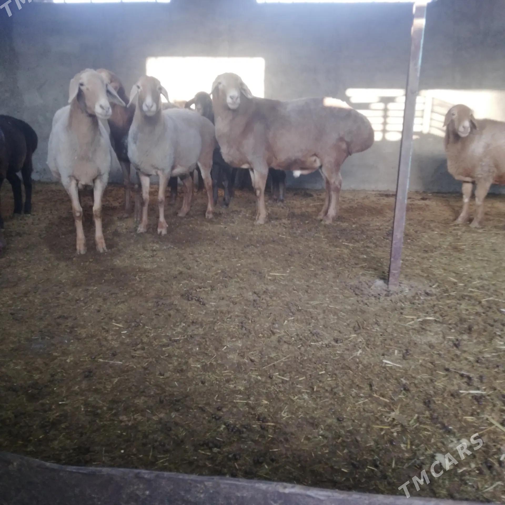 Гимар гочь - Ýolöten - img 1