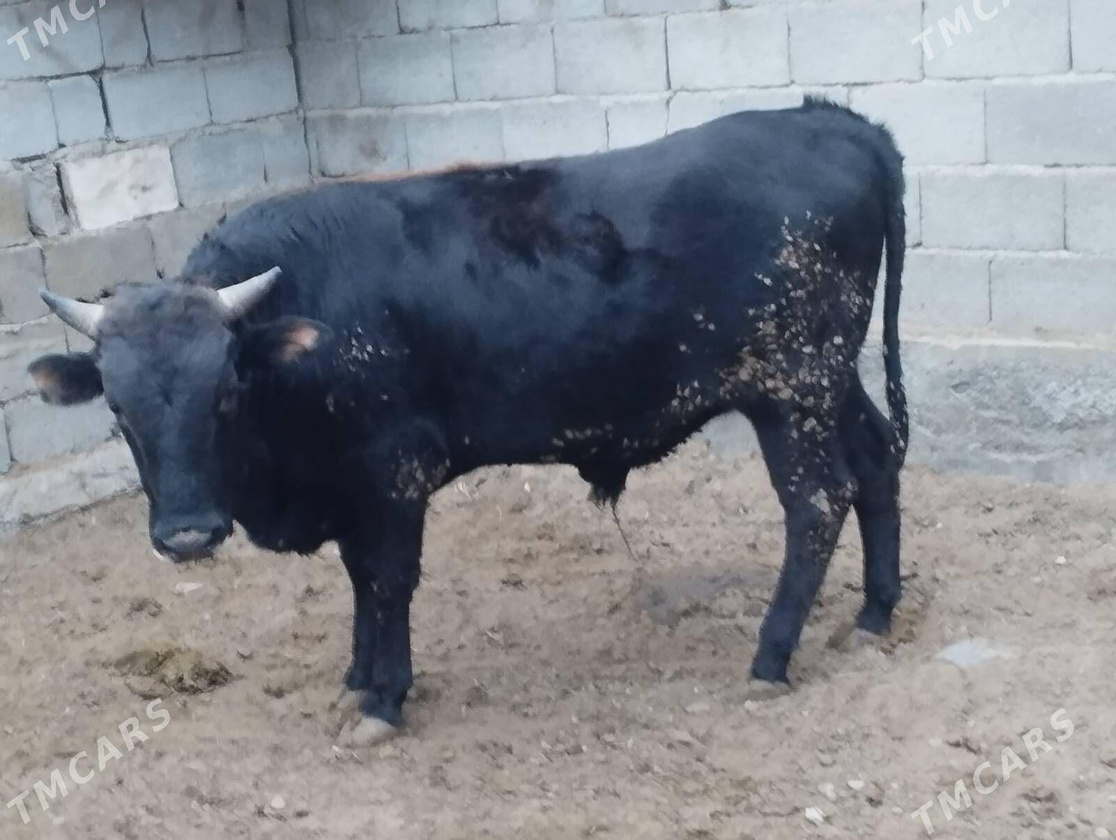 Öküz - Гарадамак - img 3