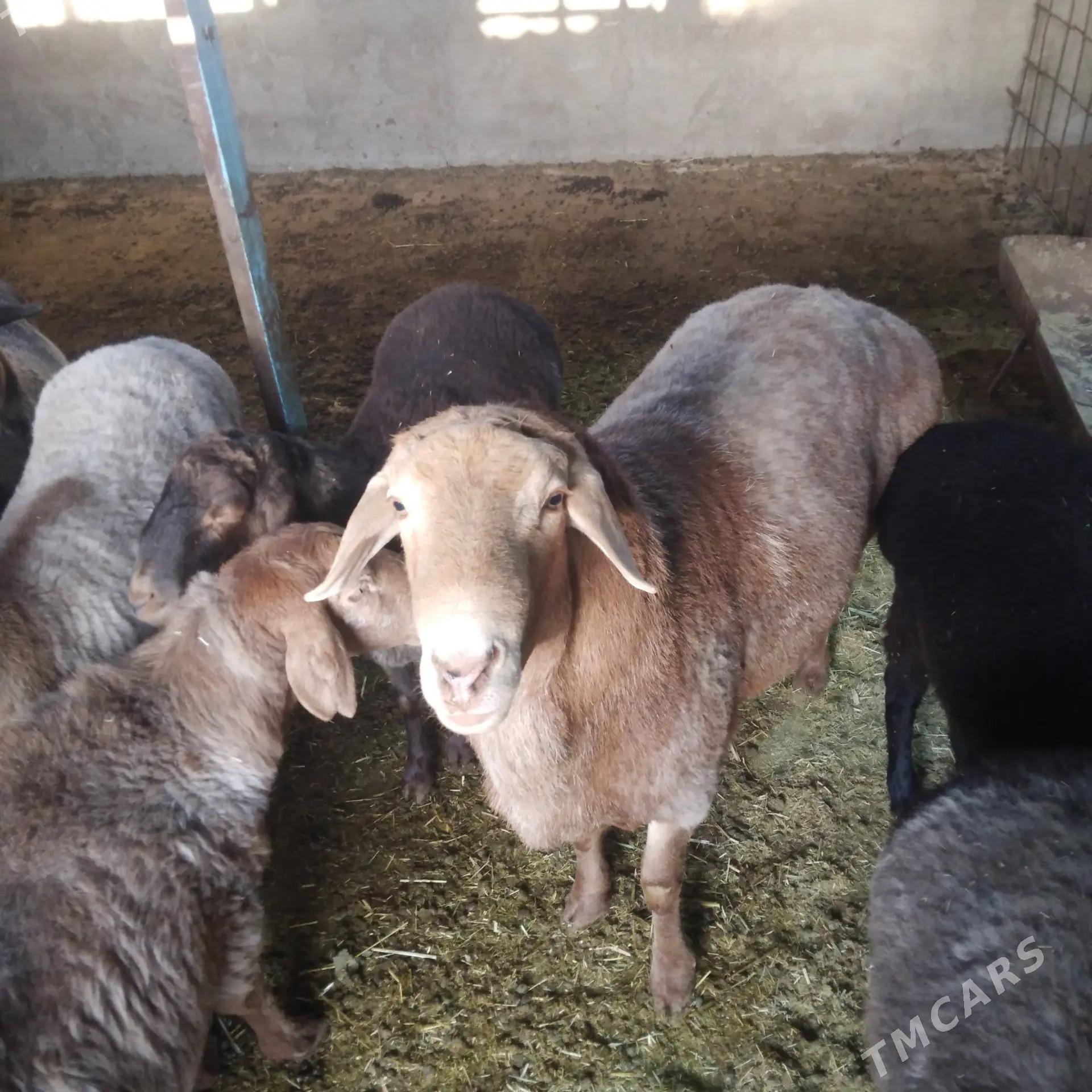 Гимар гочь - Ýolöten - img 2