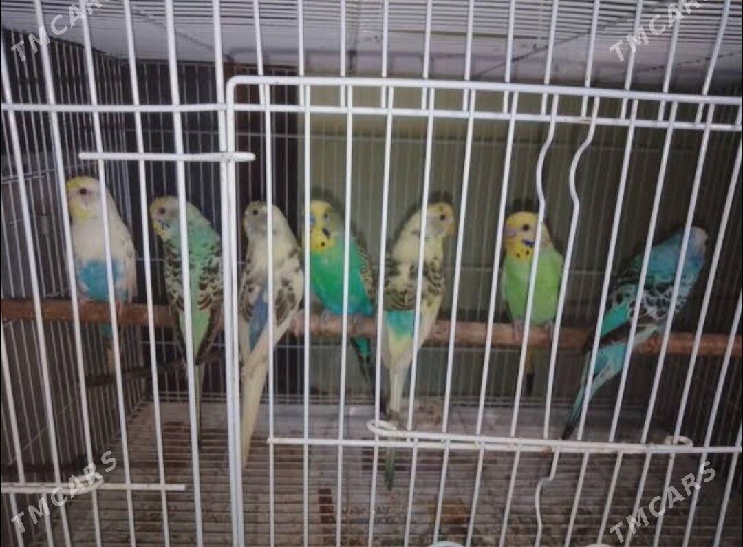 popugay guslar - Aşgabat - img 3