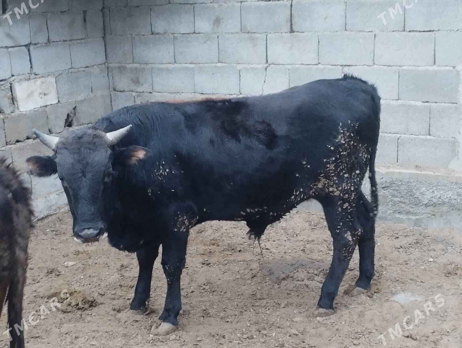 Öküz - Гарадамак - img 2