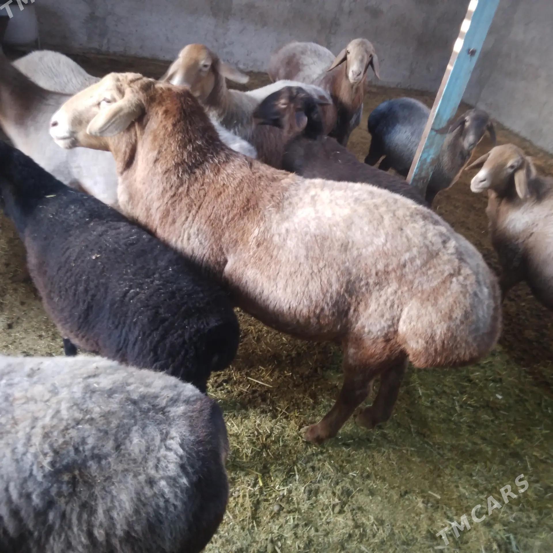 Гимар гочь - Ýolöten - img 3