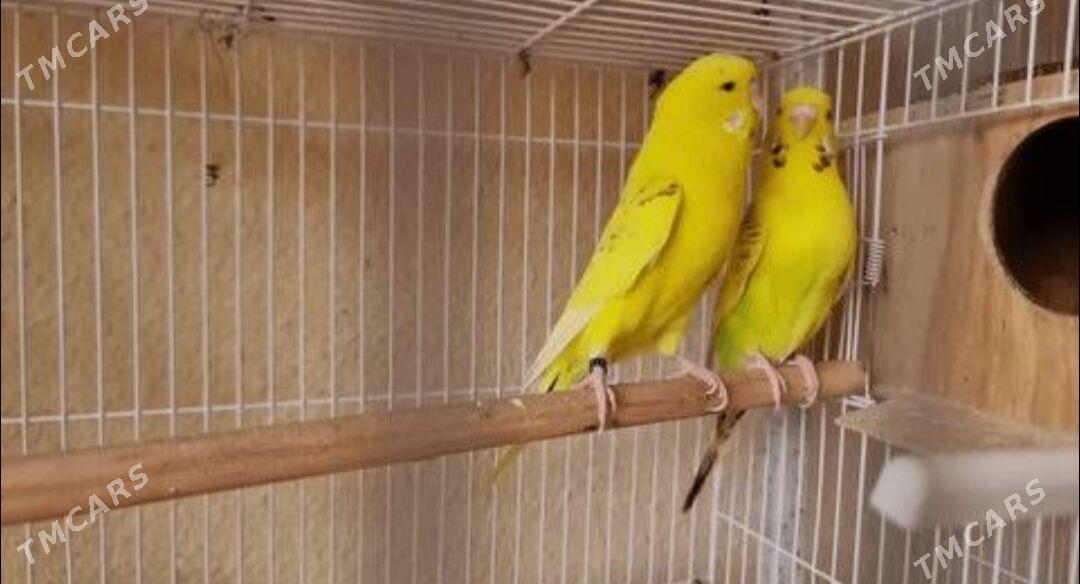 popugay guslar - Aşgabat - img 2