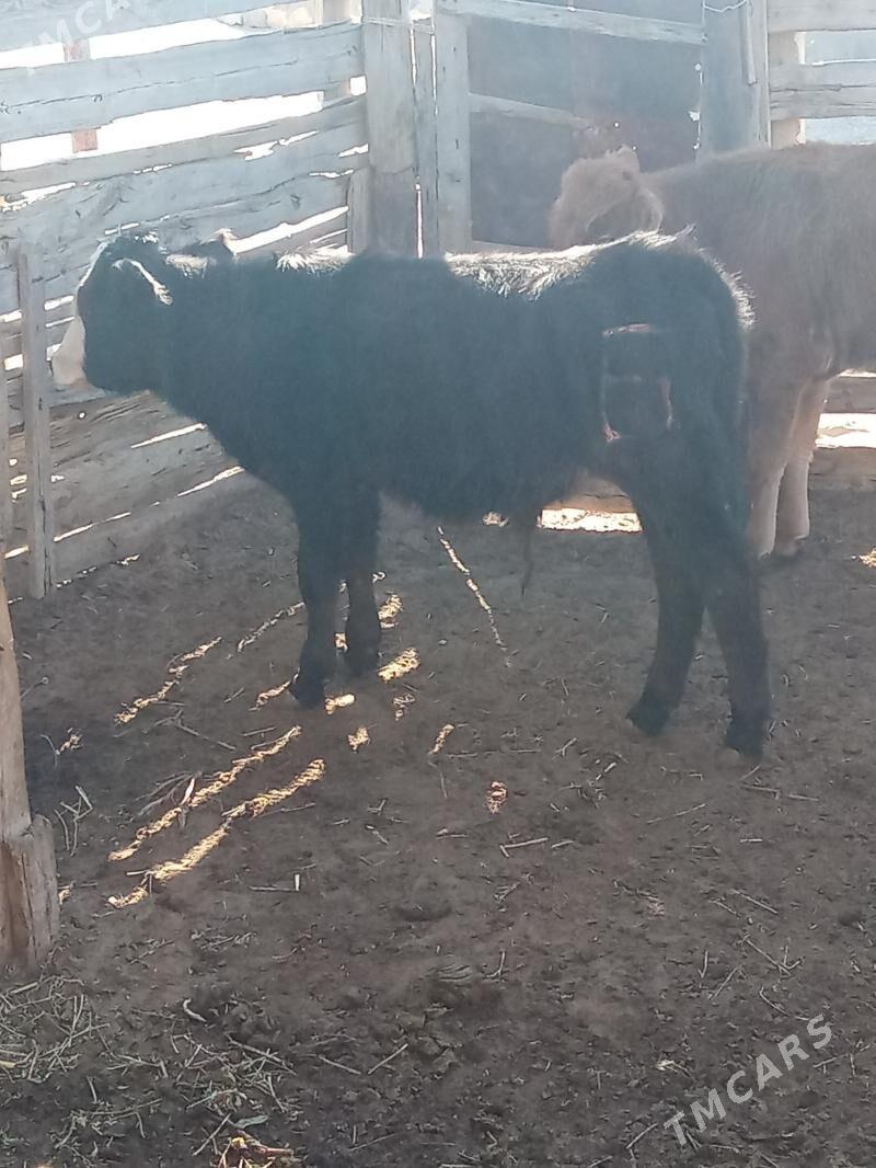 oküz - Эсенгулы - img 2