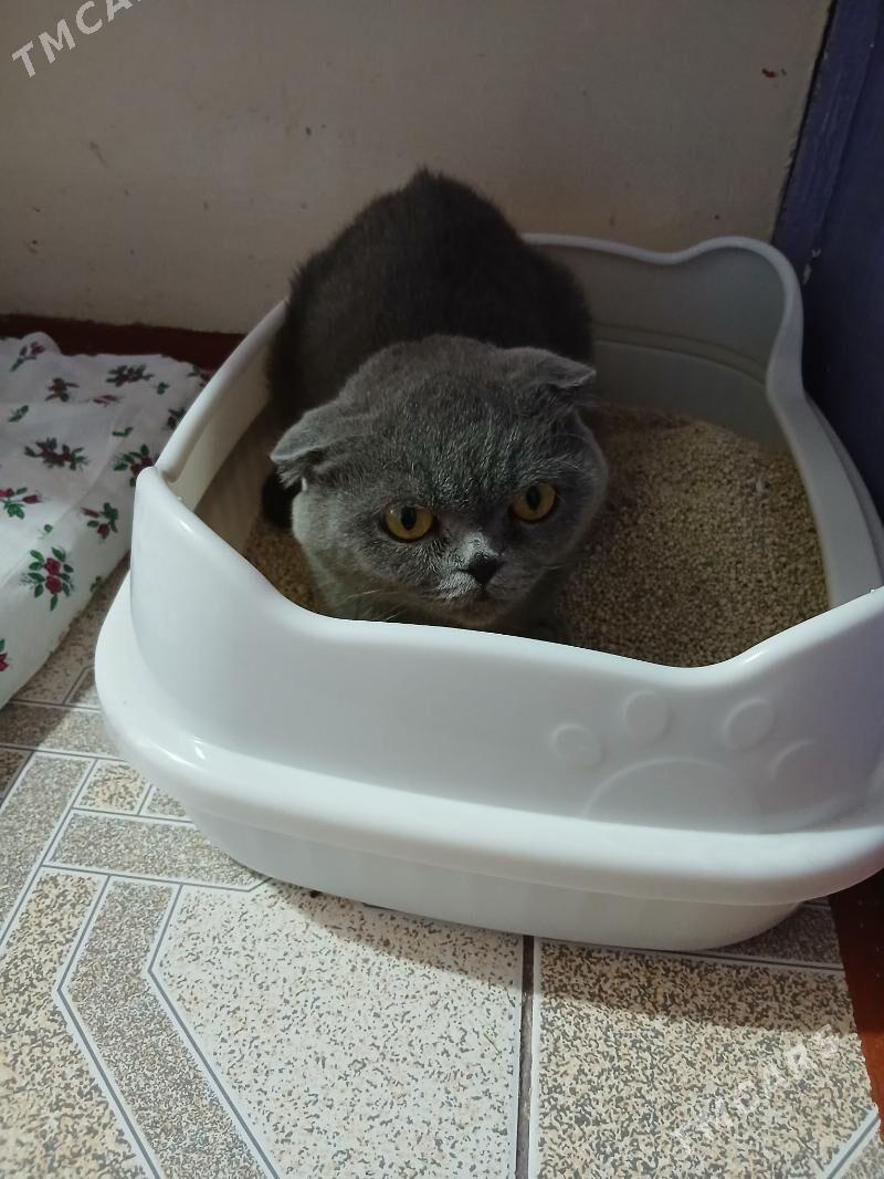 İatlanskıy pişik - Parahat 1 - img 3