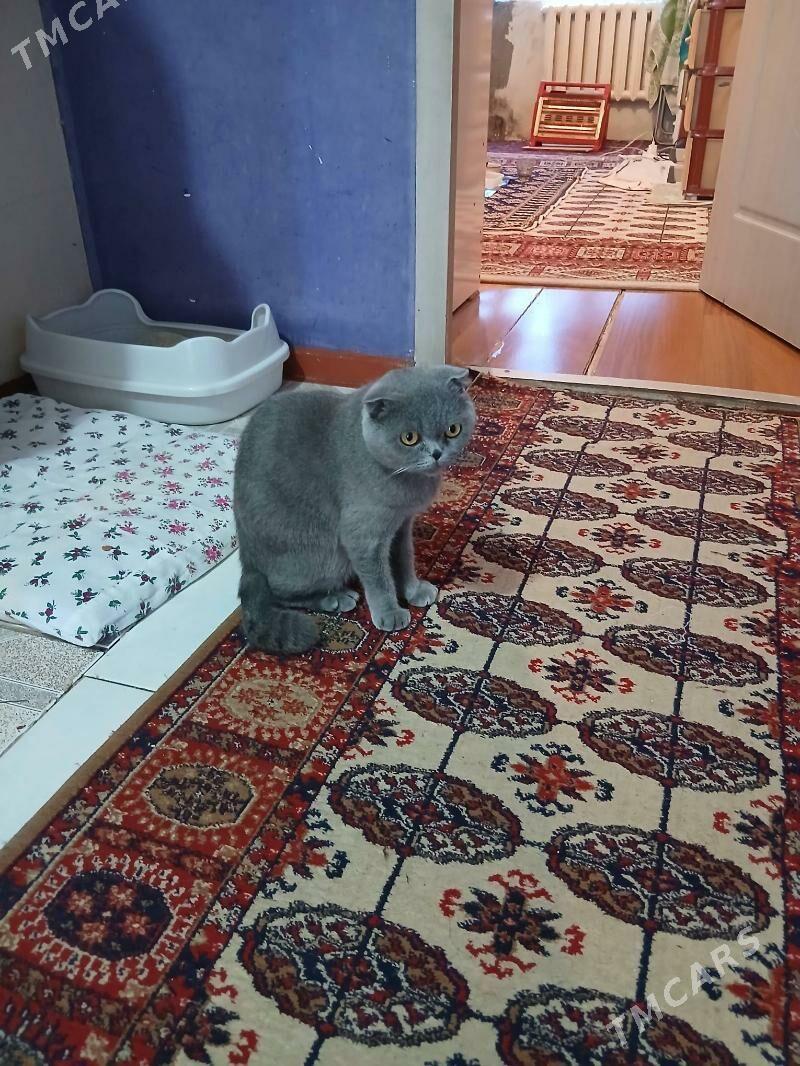 İatlanskıy pişik - Parahat 1 - img 2