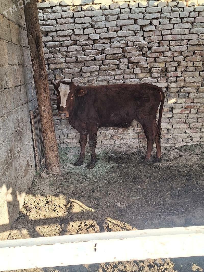 öküz - Анев - img 4