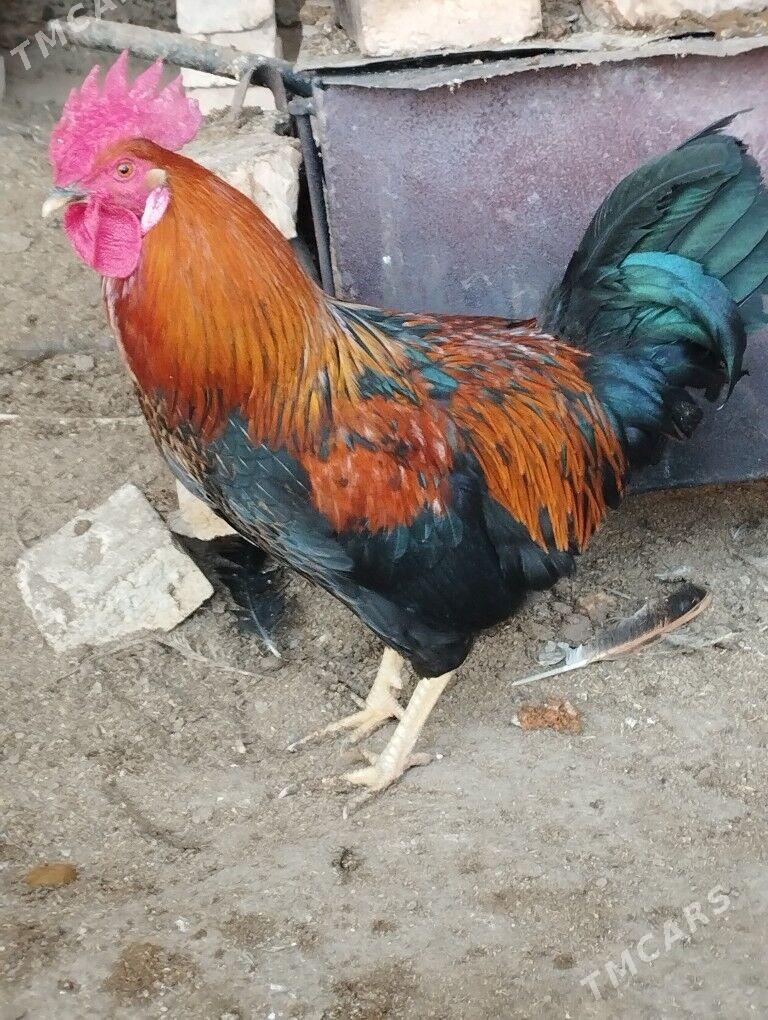 Horaz - Çärjew - img 3