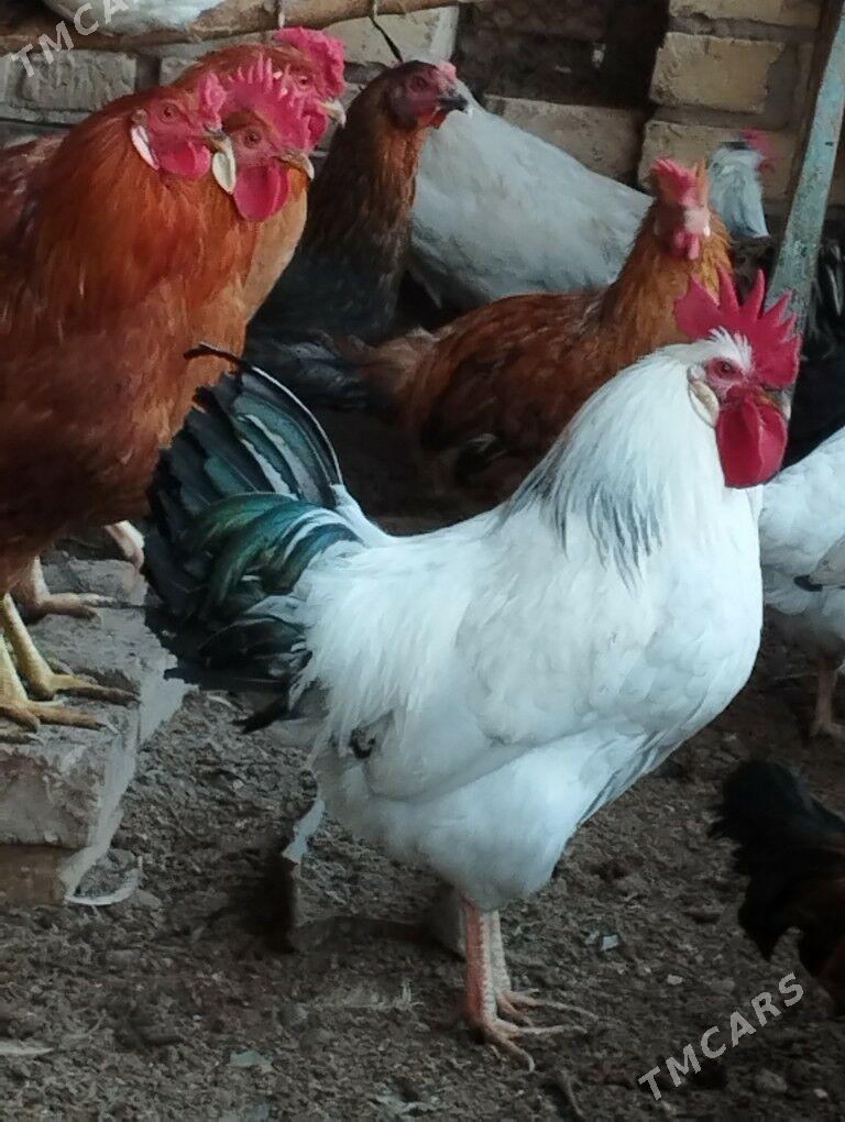 Horaz - Çärjew - img 2