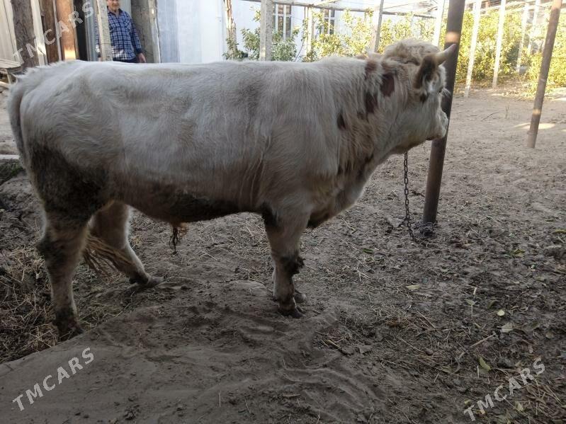 smintal òkúz - Кипджак - img 6