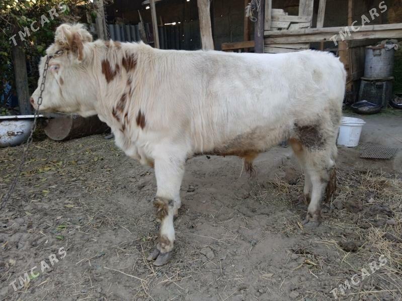 smintal òkúz - Кипджак - img 7