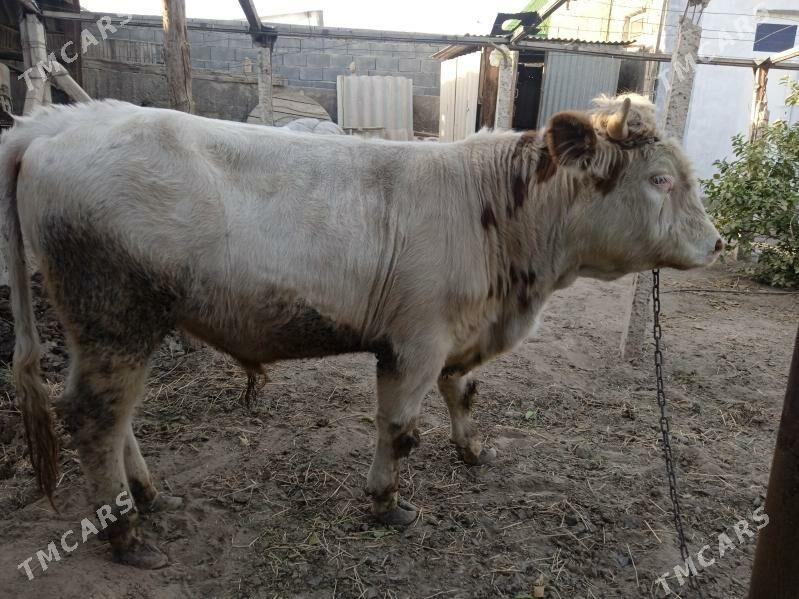 smintal òkúz - Кипджак - img 3