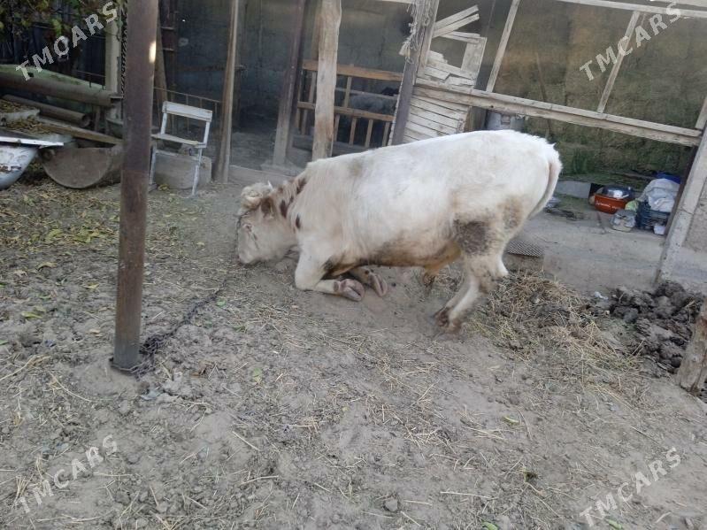 smintal òkúz - Кипджак - img 5