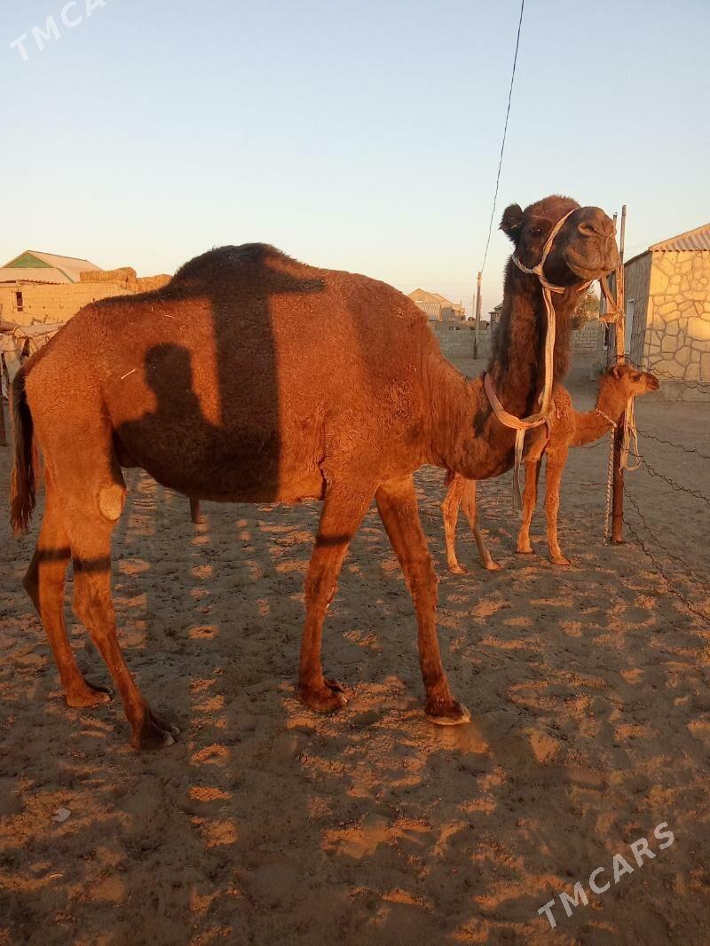 Torumly düýe - Esenguly - img 3