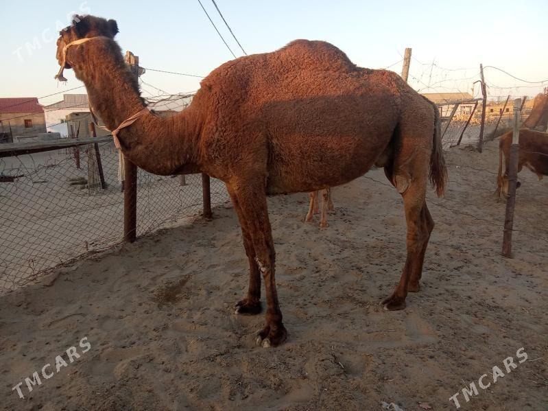 Torumly düýe - Esenguly - img 8