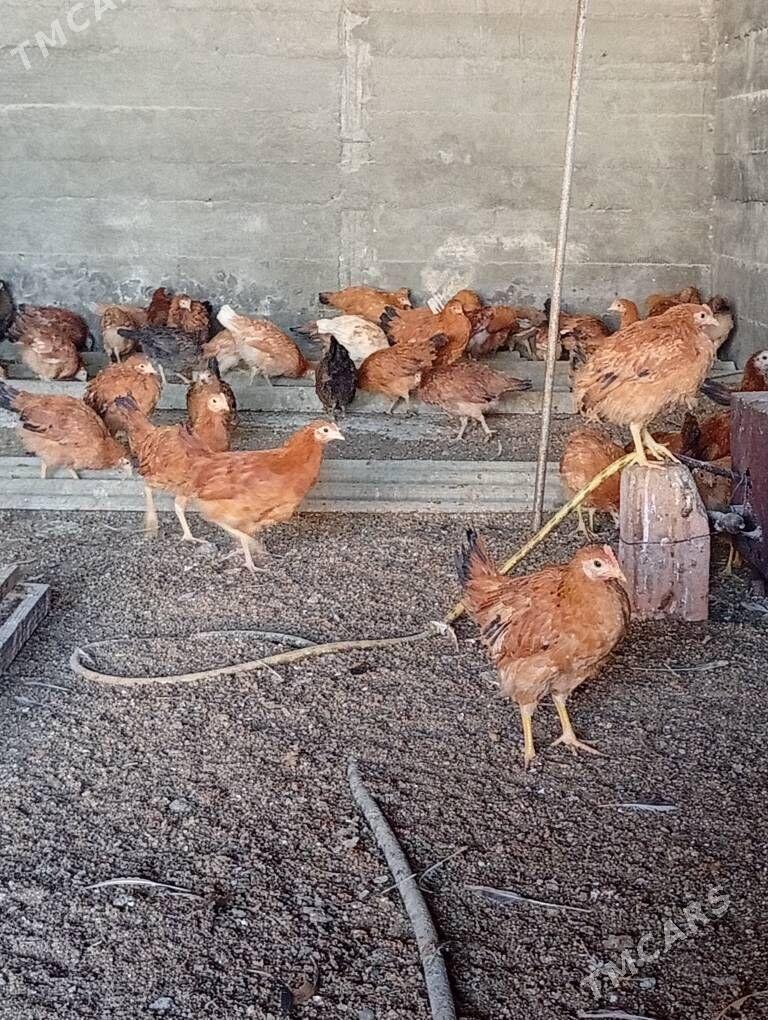 Jüje - Gökdepe - img 1