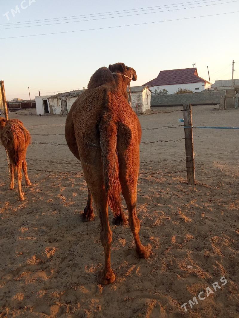 Torumly düýe - Esenguly - img 4