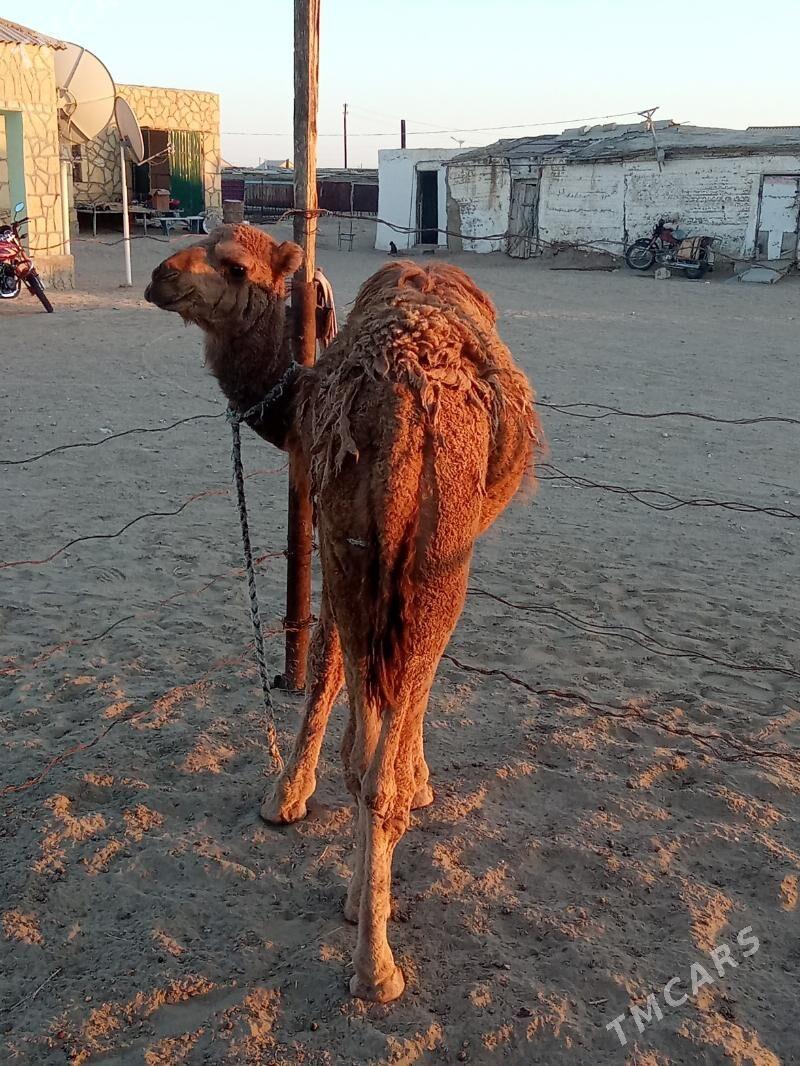 Torumly düýe - Esenguly - img 6