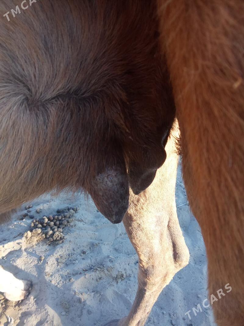 Torumly düýe - Esenguly - img 2