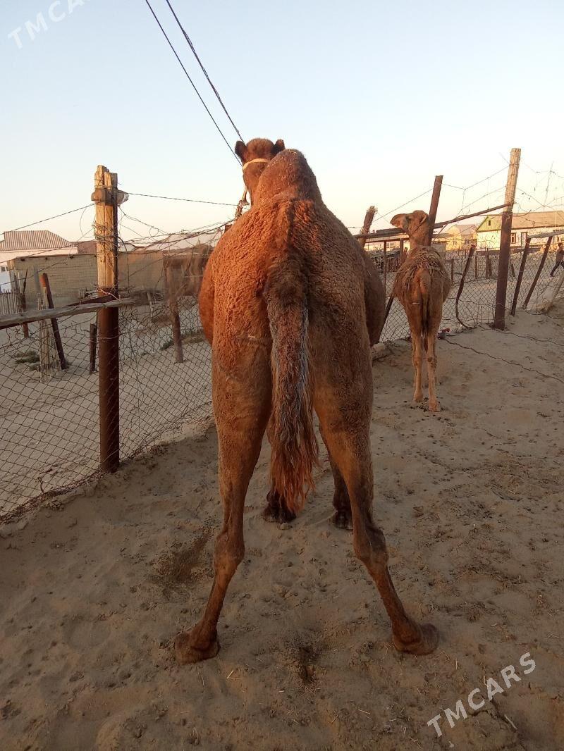 Torumly düýe - Esenguly - img 9