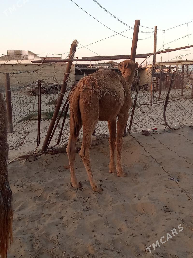 Torumly düýe - Esenguly - img 7