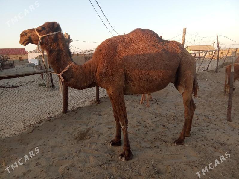 Torumly düýe - Esenguly - img 10