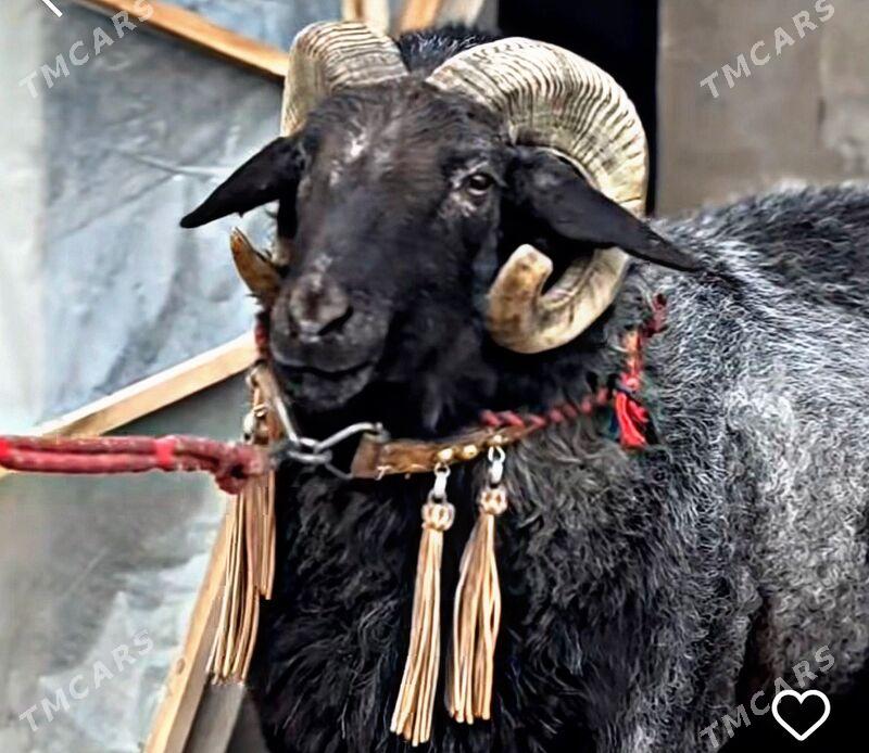 Goç - Шабатский этрап - img 1