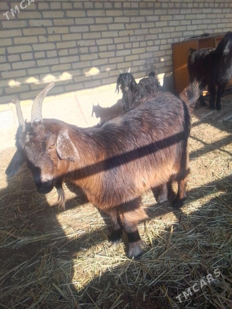 semiz gechiler - Sakar - img 4