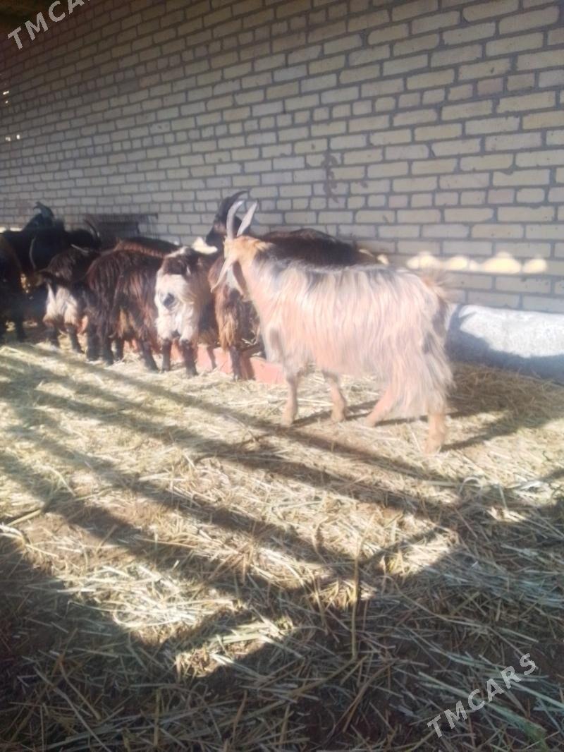 semiz gechiler - Sakar - img 5