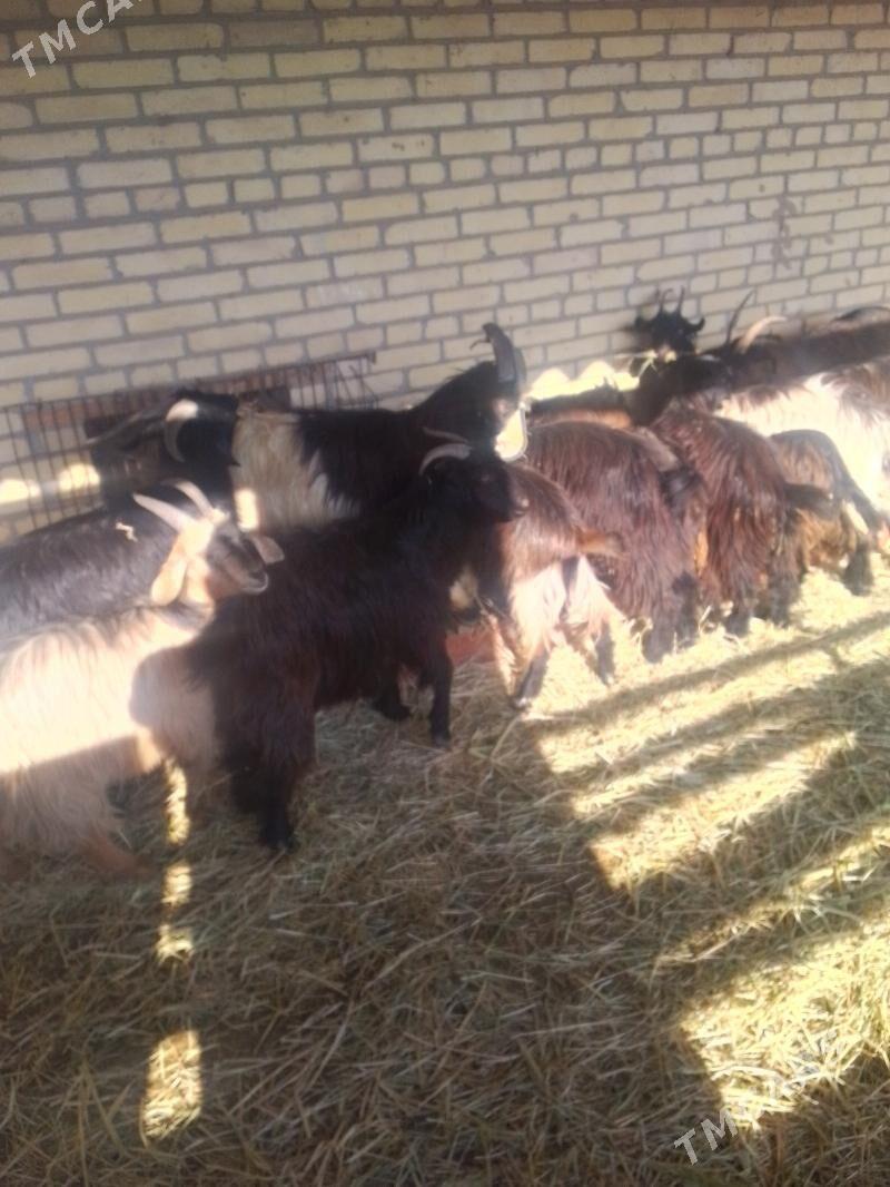 semiz gechiler - Sakar - img 2