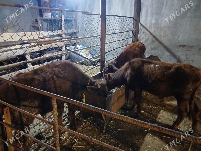 okuz - Чоганлы - img 3