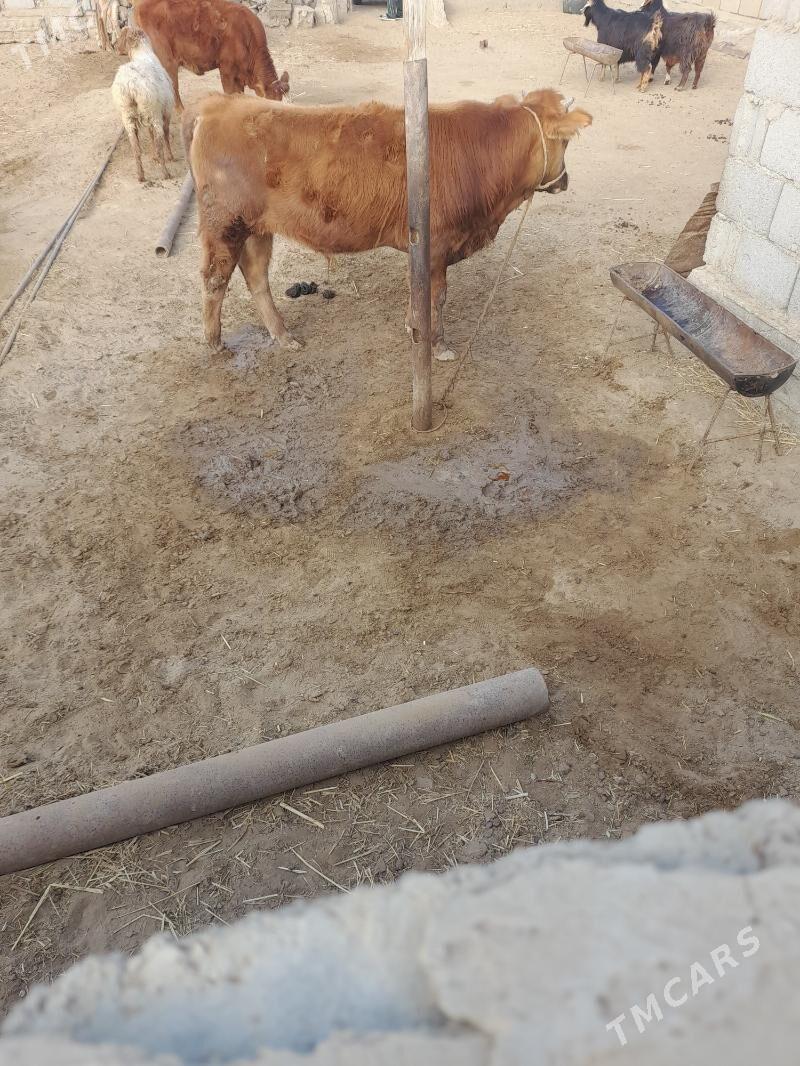 okuz - Эсенгулы - img 1