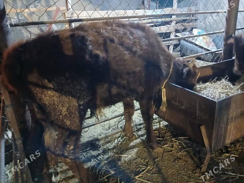 okuz - Чоганлы - img 2