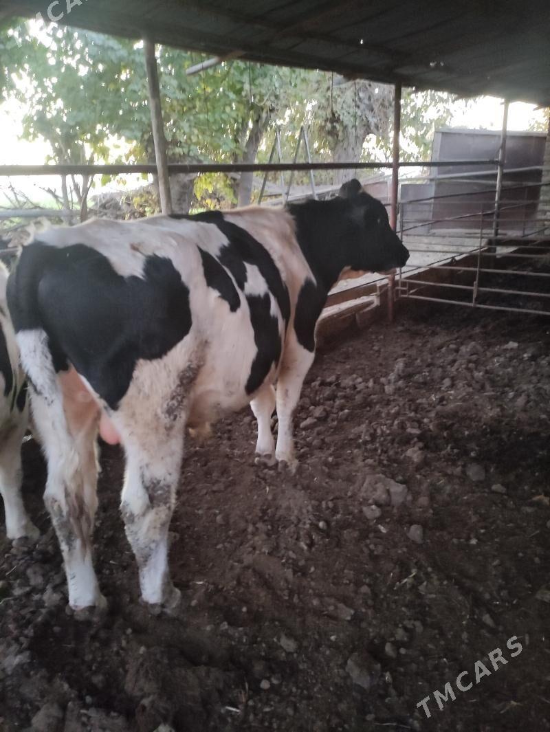 Galsteyin okuz - Çärjew - img 2