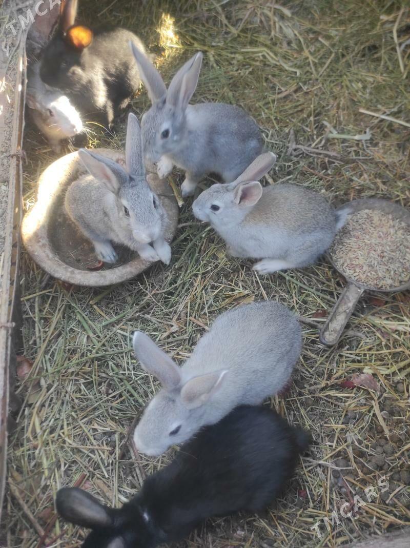 Towşan. pol  welikan - Бабадайхан - img 2