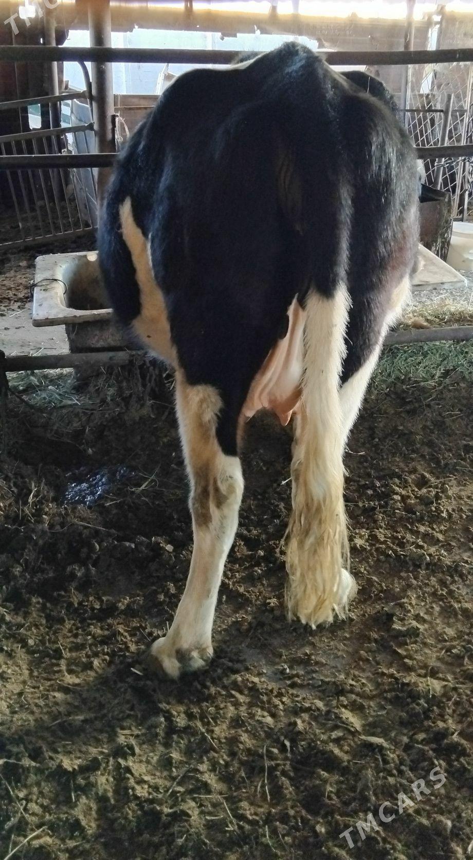 GIBRID AGYR BOGAZ SYGYR - Анев - img 3