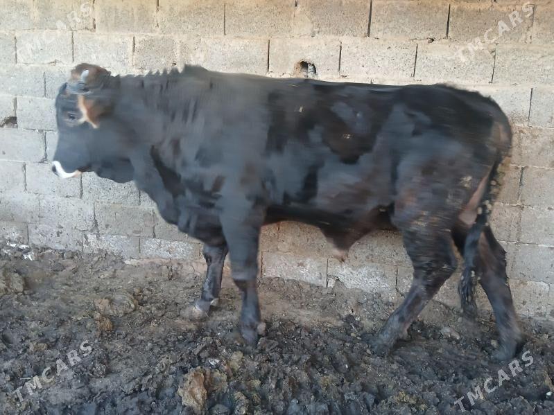 swes howurluk arginal - Ашхабад - img 3